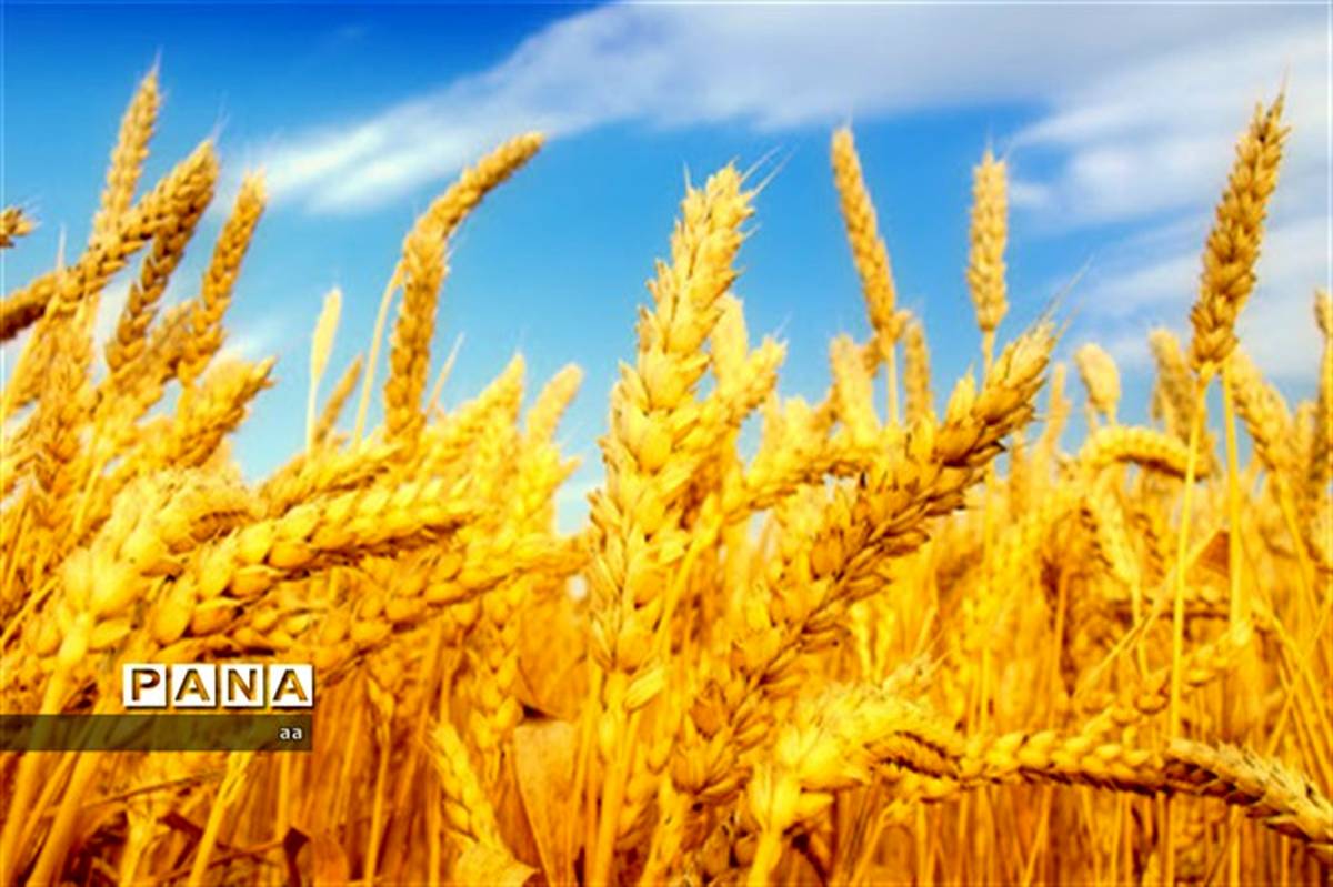 خرید بیش از ۳ هزار میلیارد ریال گندم از کشاورزان استان اردبیل