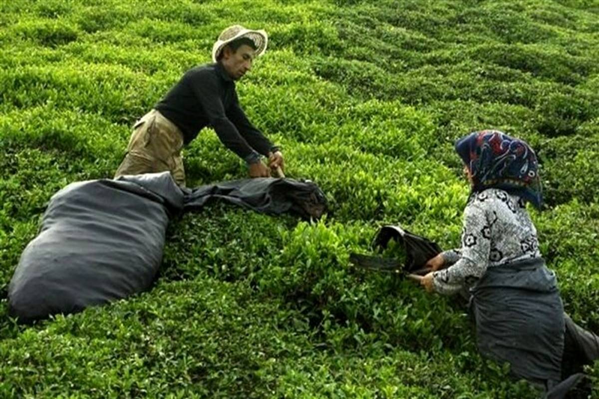 ضرورت برنامه‌ریزی برای افزایش تولید چای ایرانی