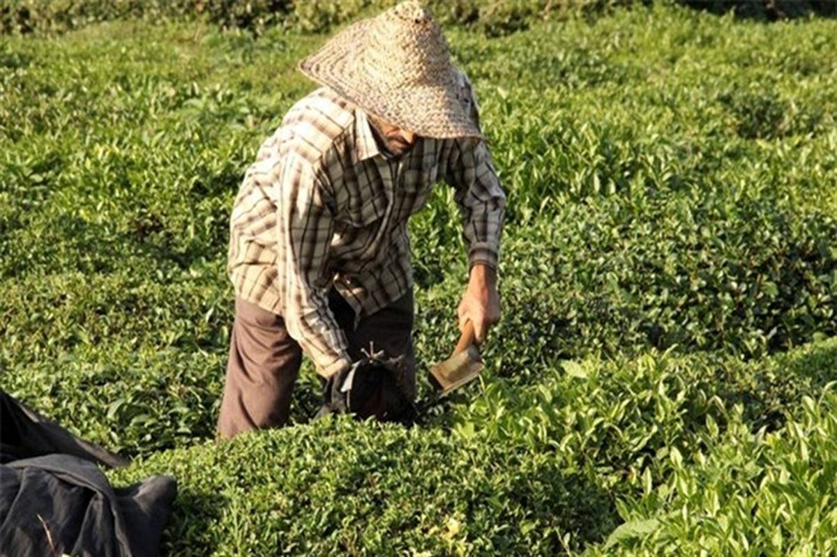 مطالبات چایکاران  به زودی پرداخت خواهد شد