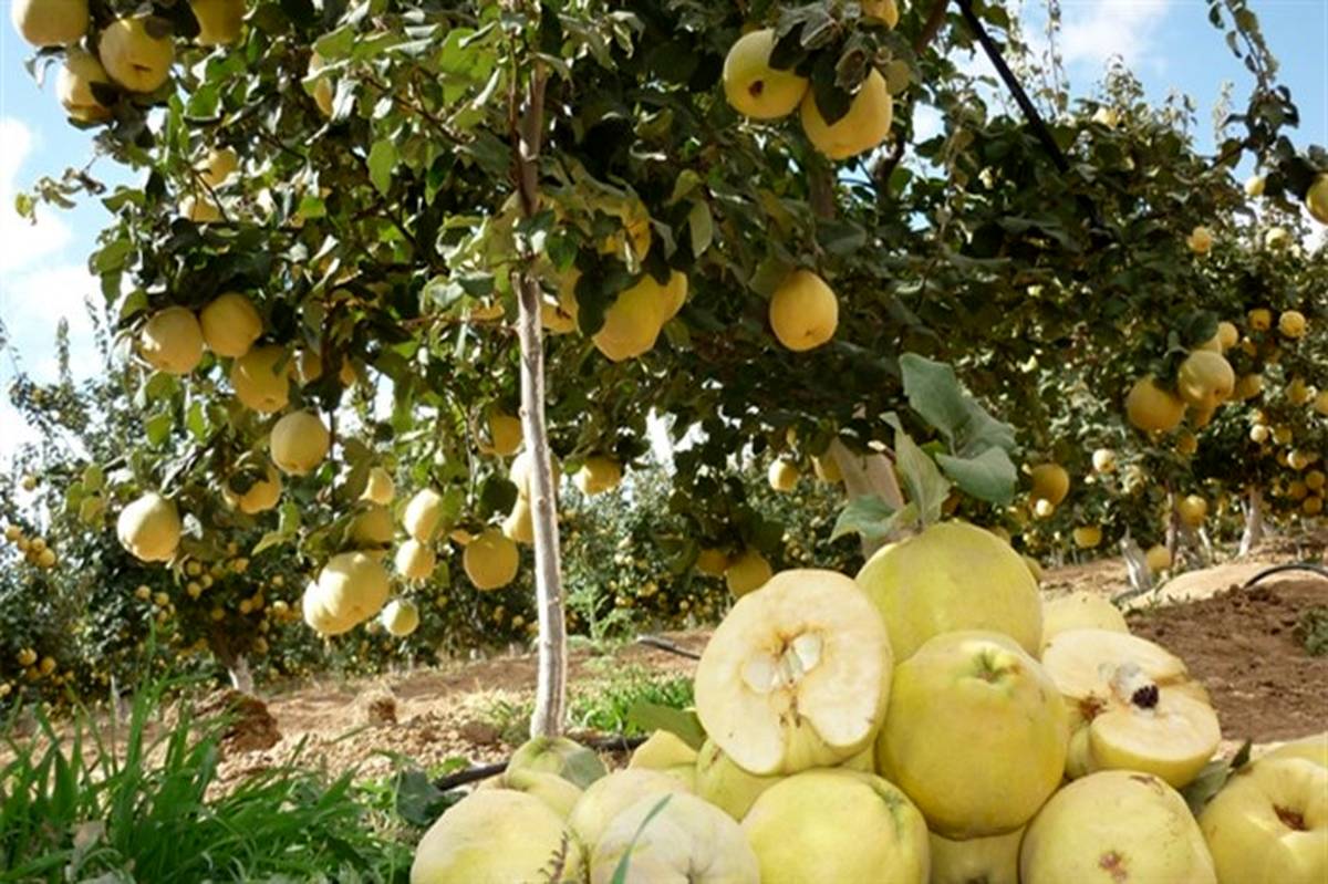 برداشت میوه «ب‍ِه» از باغ‌های شهرستان نی‌ریز آغاز شد