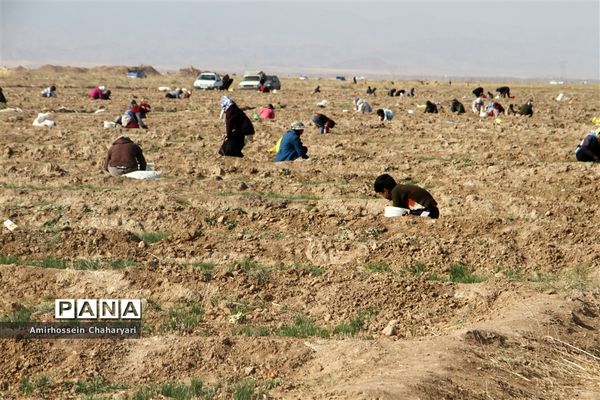 برداشت طلای سرخ در تایباد