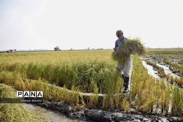 برداشت کشت دوم در شالیزارهای بابلسر