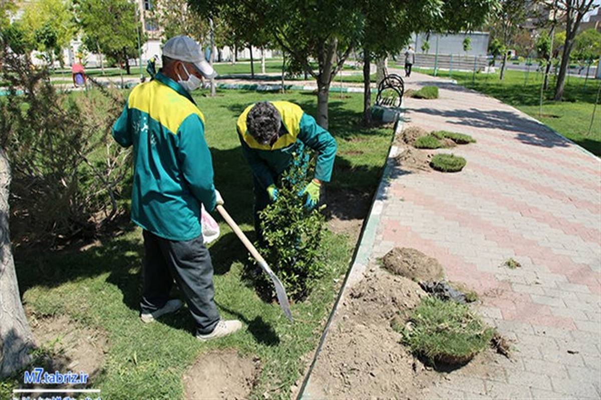 کاشت ۵۰ هزار درخت و درختچه در جنوب غرب تبریز