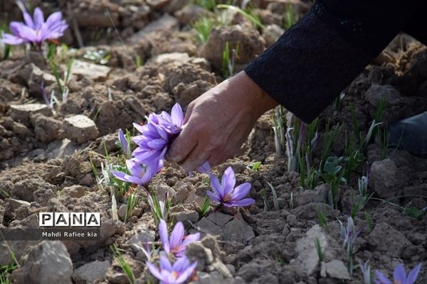 برداشت زعفران از شهرستان مرند شهر جدید بناب