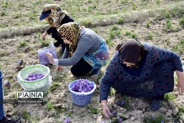 برداشت زعفران از شهرستان مرند شهر جدید بناب