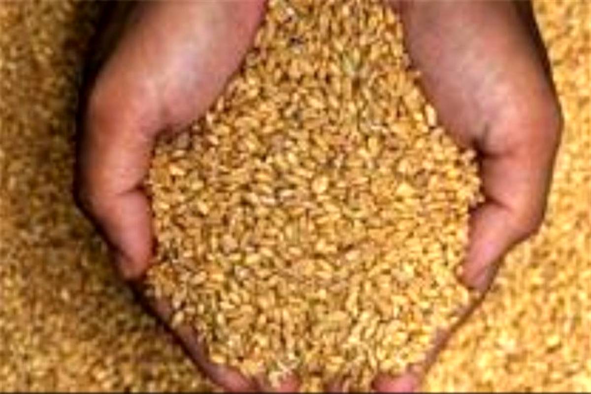 بذر گندم موردنیاز کشت پاییزه در گناوه تامین شد