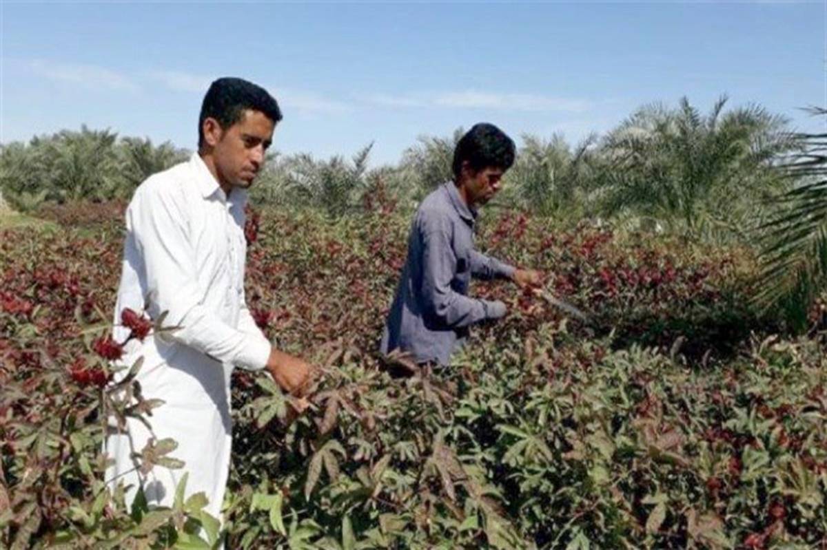پیش بینی برداشت 580 تن چای ترش در سیستان و بلوچستان