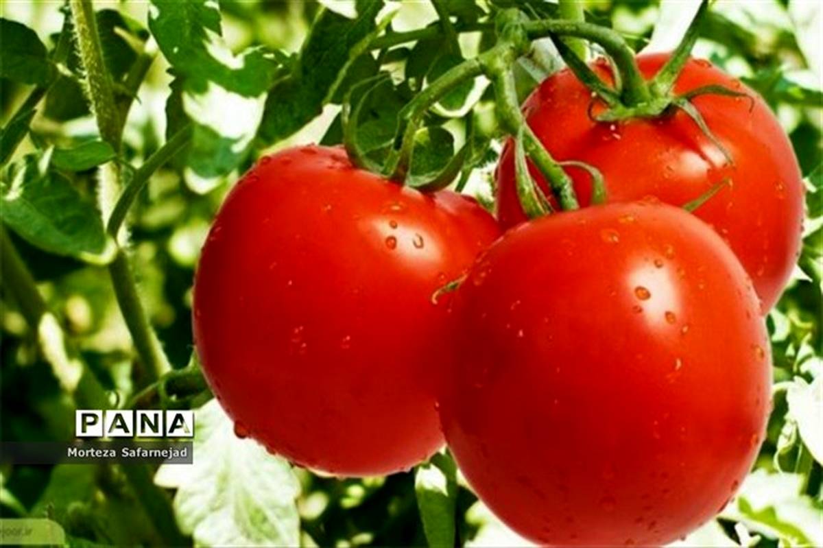 آغاز عرضه گوجه ۱۱ هزار تومانی در میادین میوه و تره‌بار تهران