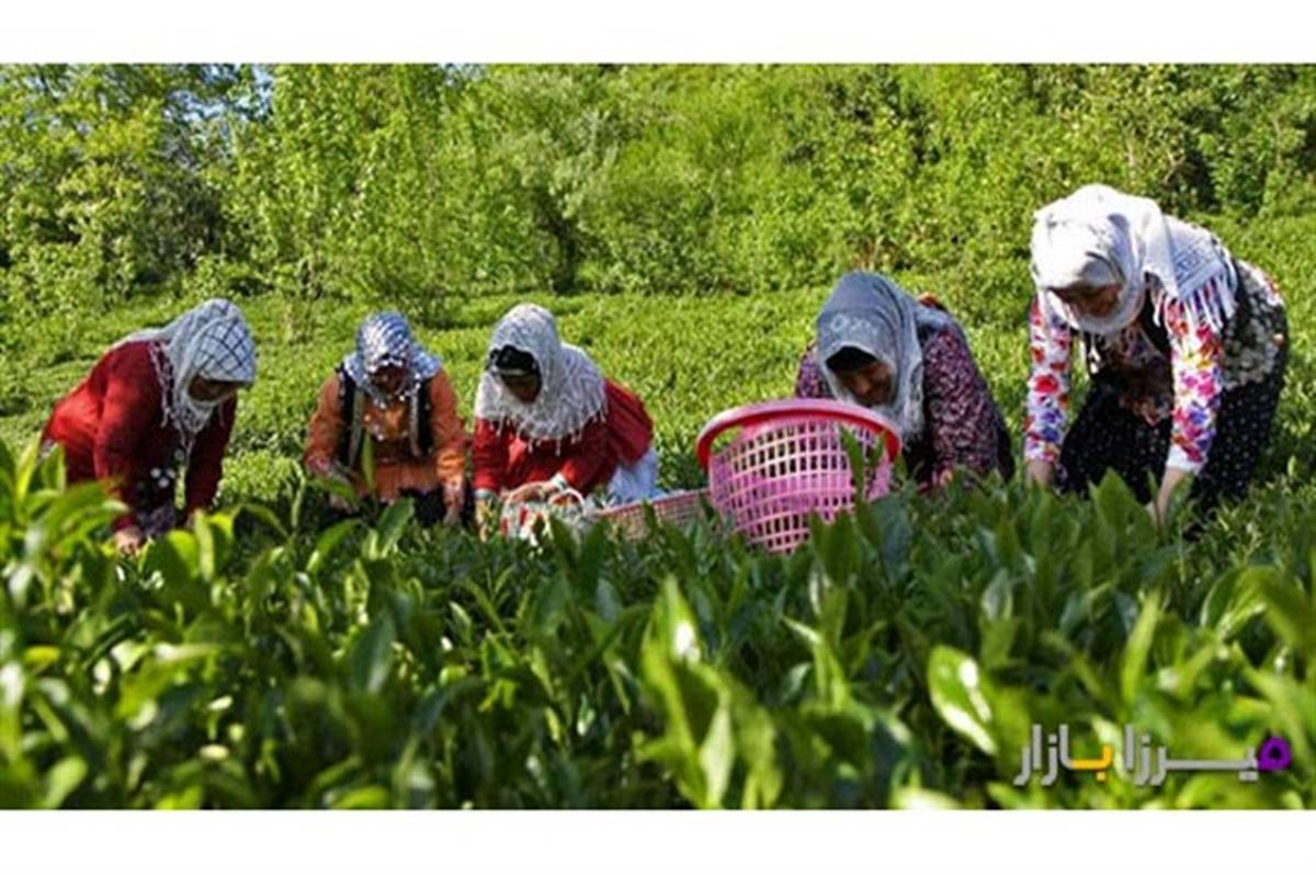 اولین ارقام چای ایرانی به نام های «کاشف» و  «لاهیج» به ثبت رسید