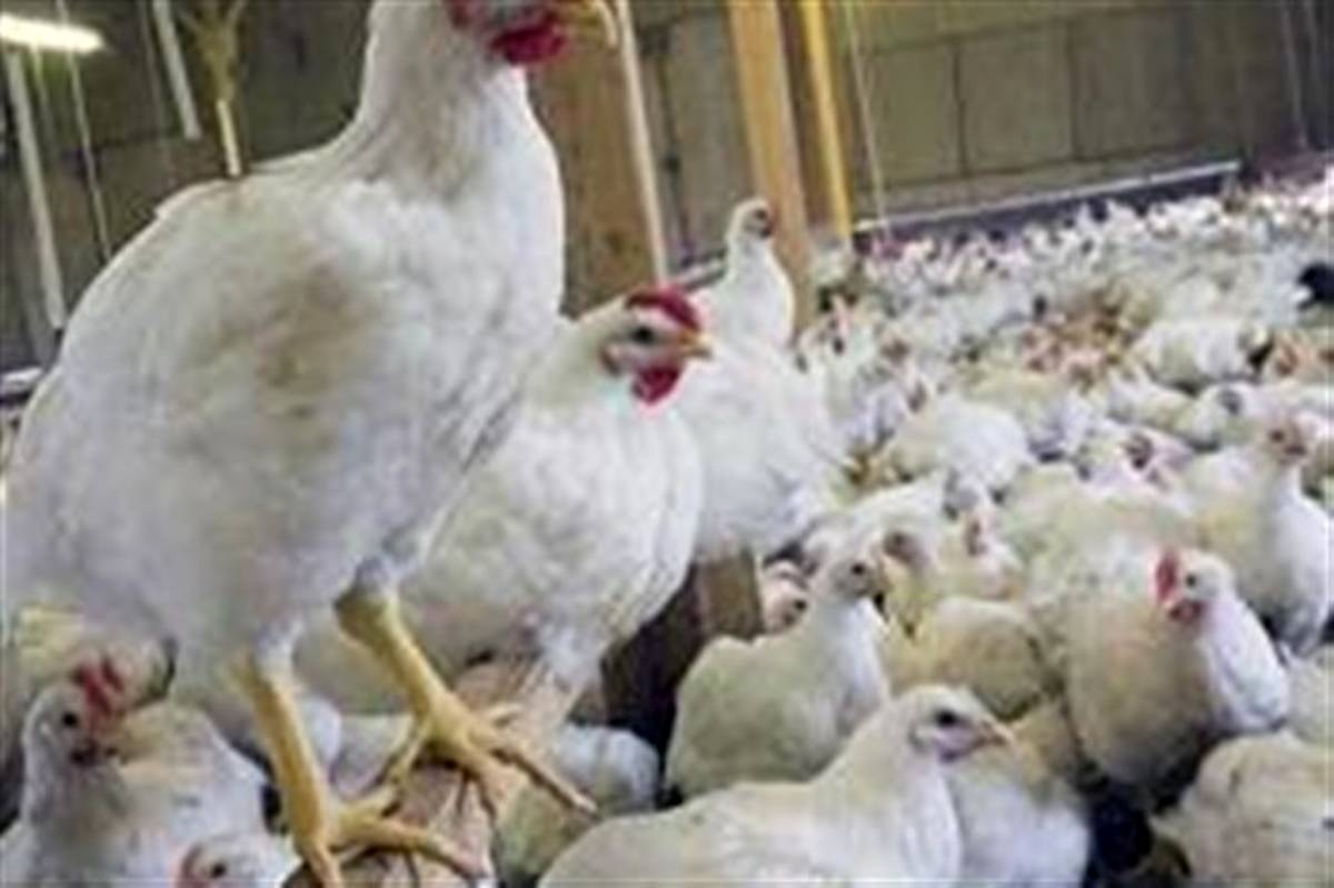 عرضه مرغ با قیمت سلیقه‌ای در خرده فروشی‌ها