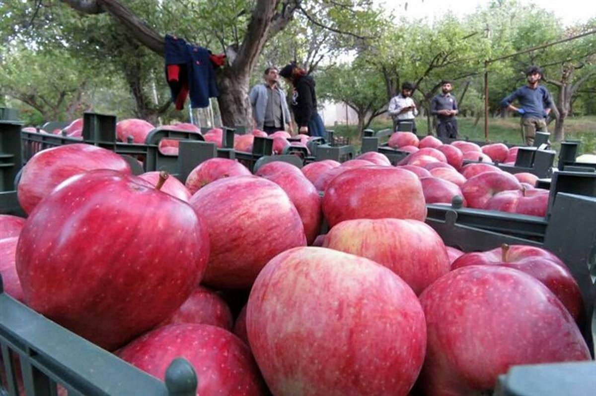 افزایش ۳ درصدی تولید سیب در کشور نسبت به سال گذشته
