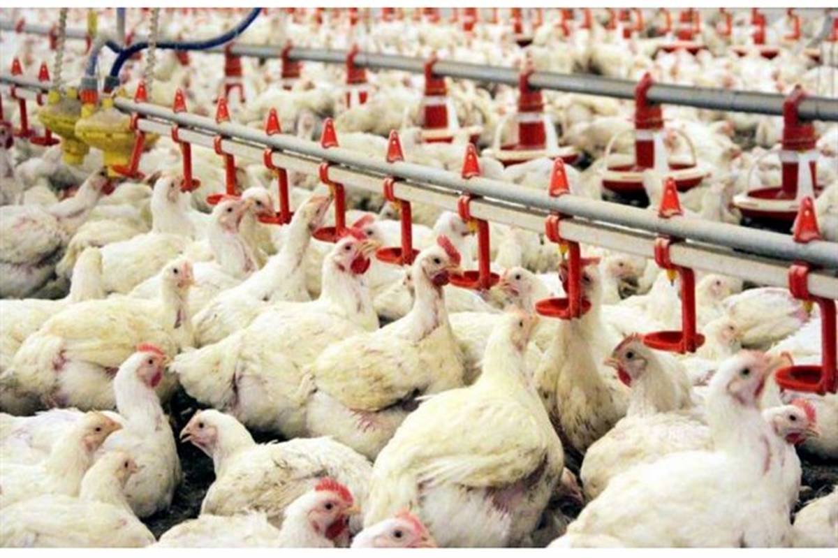 برای تامین مرغ باید ذخایر استراتژیک کشور افزایش یابد