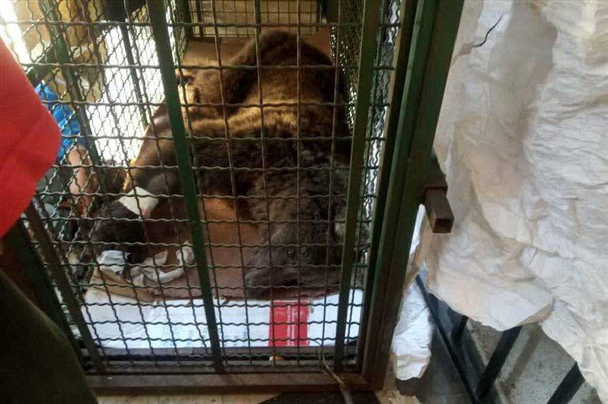 خرس قهوه‌ای زخمی در نوشهر نجات یافت