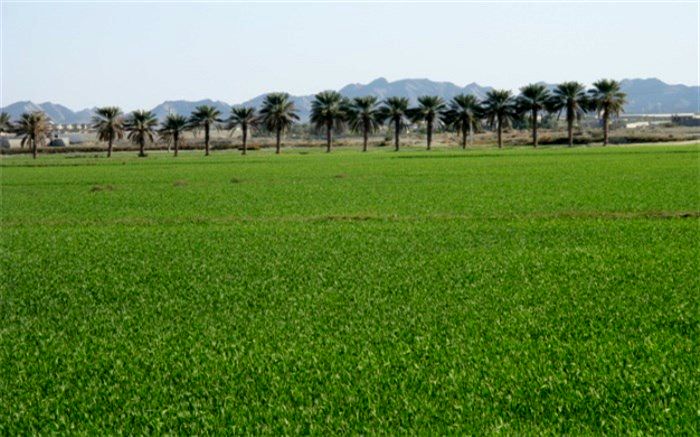 پیش‌بینی رشد 20 درصدی کشت گندم در ایرانشهر