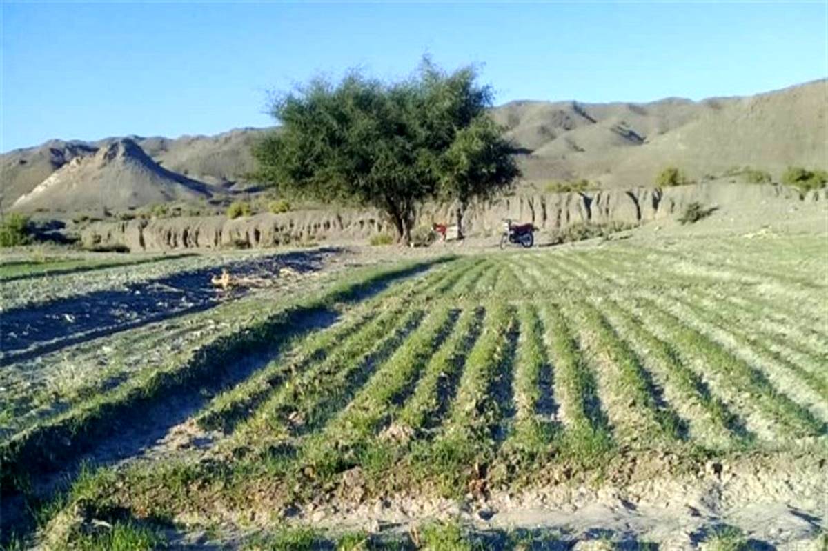 کشت محصولات پاییزه در مهرستان به ۳۵۰۰ هکتار رسید