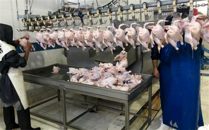 5400 تن گوشت مرغ در کشتارگاه‌های خاش تولید شد