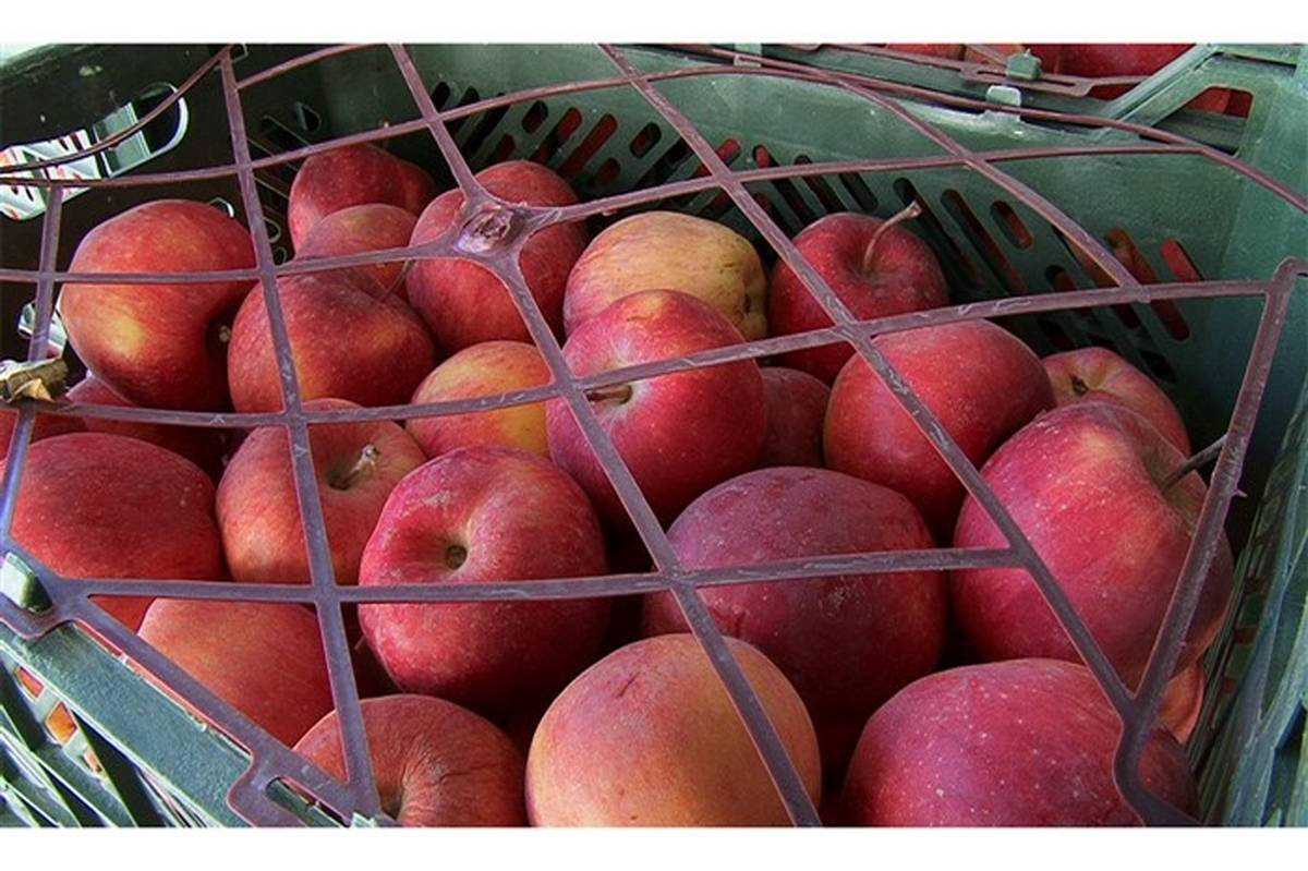 توزیع 60 تن سیب بین خانواده های نیازمند مراغه