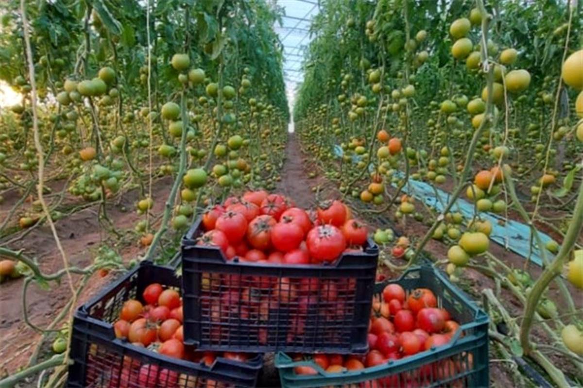 صادرات ٣٠٠ تن گوجه‌فرنگی تولیدی میرجاوه به خارج از کشور 