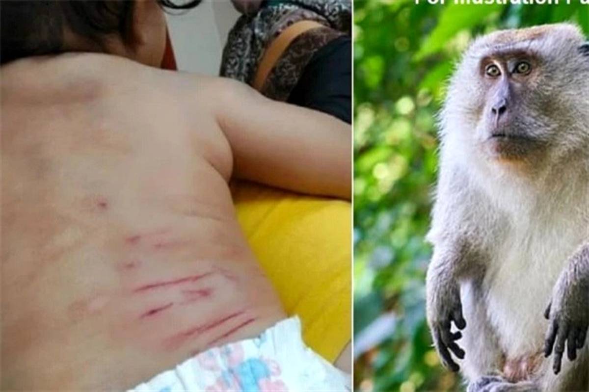 حمله میمون به نوزاد