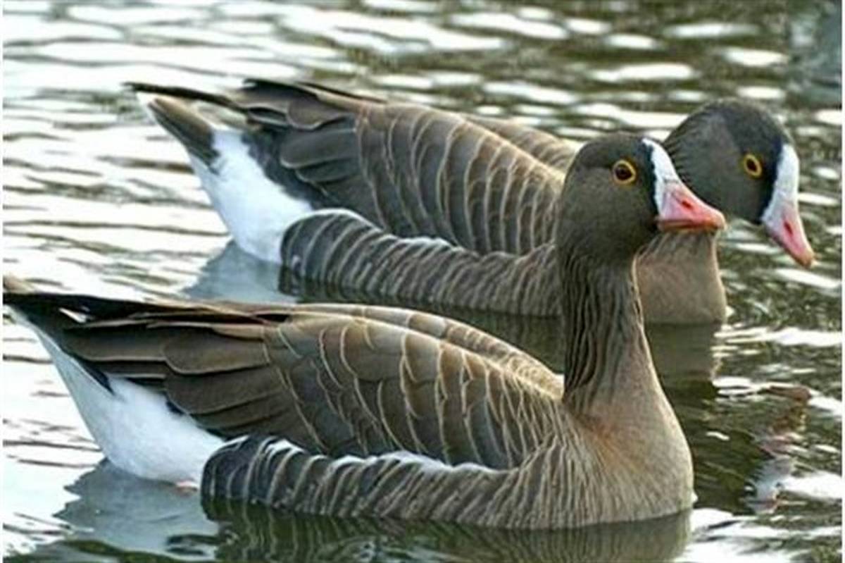تلاش سازمان محیط زیست برای حفاظت از گونه‌های غاز و اردک در معرض خطر