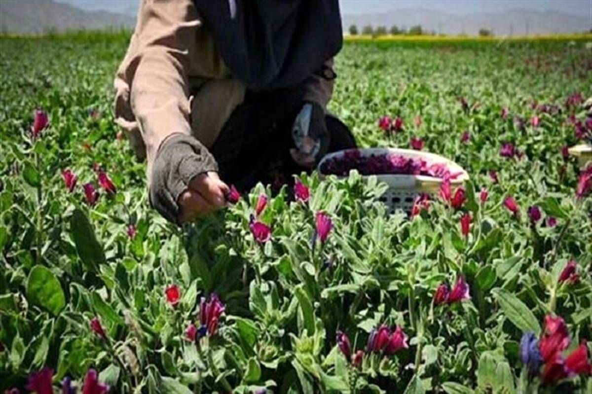 رشد ۸۰ درصدی پوشش گیاهان مراتع، با اجرای طرح توسعه گیاهان دارویی