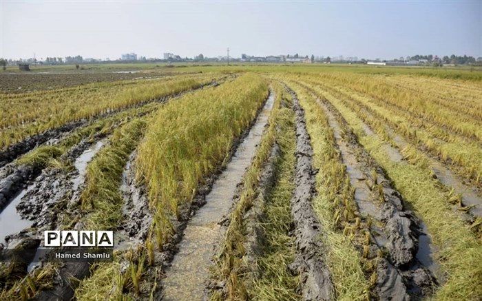 افزایش 65 درصدی توزیع بذر گندم آبی در شهرستان شیراز  نسبت به سال زراعی گذشته