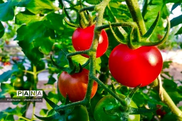 مزرعه پرورش توت فرنگی و گوجه فرنگی در  روستای درونک شهرستان امیدیه