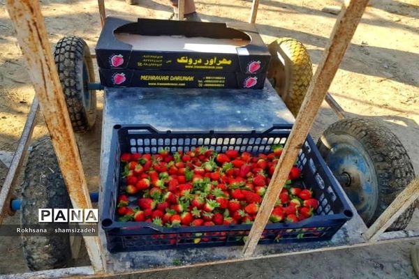 مزرعه پرورش توت فرنگی و گوجه فرنگی در  روستای درونک شهرستان امیدیه