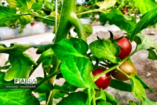 مزرعه پرورش توت فرنگی و گوجه فرنگی در  روستای درونک شهرستان امیدیه