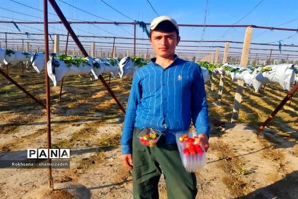 مزرعه پرورش توت فرنگی و گوجه فرنگی در  روستای درونک شهرستان امیدیه