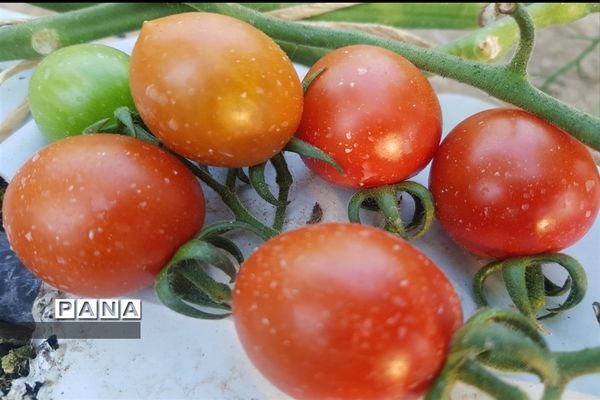 مزرعه پرورش توت فرنگی و گوجه فرنگی در  روستای درونک شهرستان امیدیه