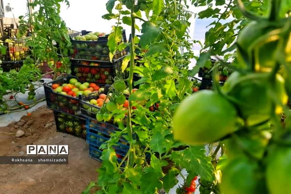 مزرعه پرورش توت فرنگی و گوجه فرنگی در  روستای درونک شهرستان امیدیه