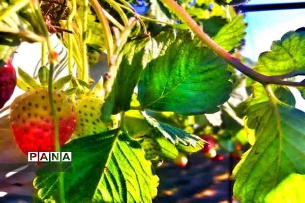 مزرعه پرورش توت فرنگی و گوجه فرنگی در  روستای درونک شهرستان امیدیه