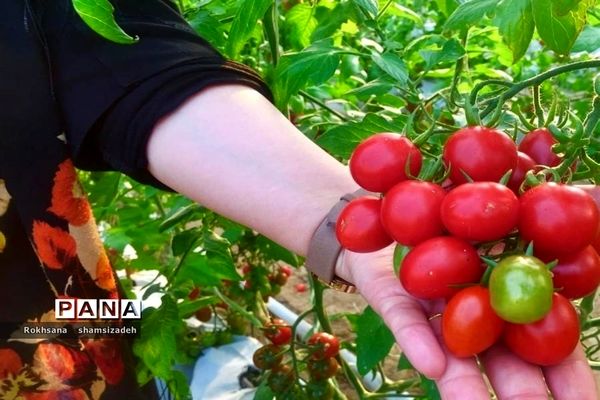 مزرعه پرورش توت فرنگی و گوجه فرنگی در  روستای درونک شهرستان امیدیه