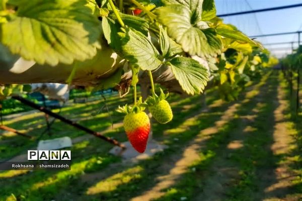 مزرعه پرورش توت فرنگی و گوجه فرنگی در  روستای درونک شهرستان امیدیه