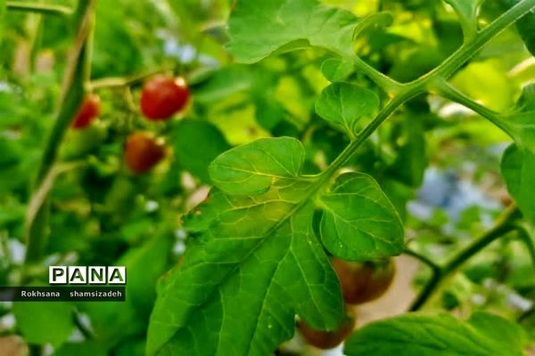 مزرعه پرورش توت فرنگی و گوجه فرنگی در  روستای درونک شهرستان امیدیه