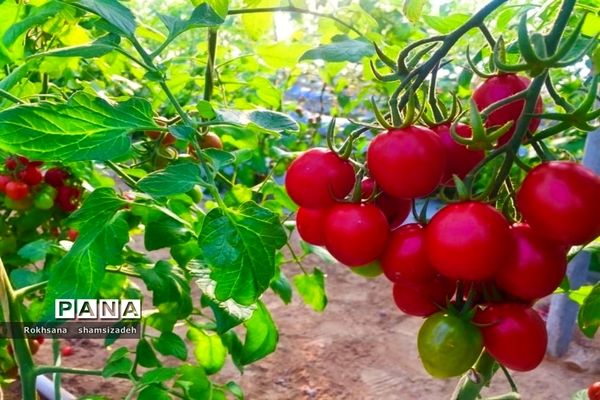 مزرعه پرورش توت فرنگی و گوجه فرنگی در  روستای درونک شهرستان امیدیه