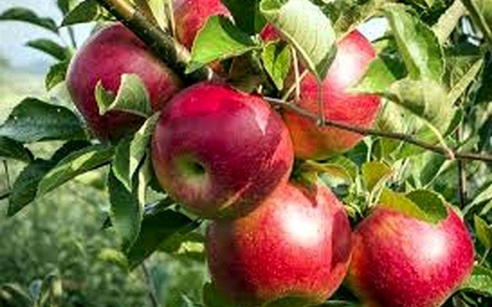 امارات متحده عربی،  چهارمین بازار هدف برای صادرات سیب درختی ایران