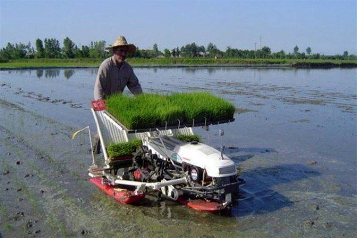 برنج در 100 هکتار از شالیزار‌های مازندران، مکانیزه  کشت شد