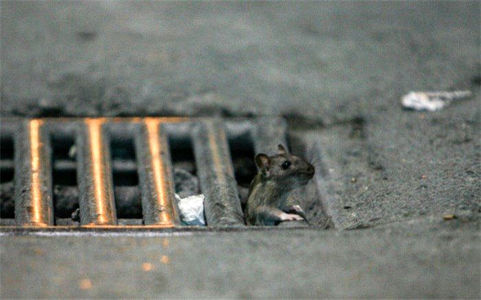 بلایی که سروصدای بازار و مترو، بر سر موش‌ها می‌آورد