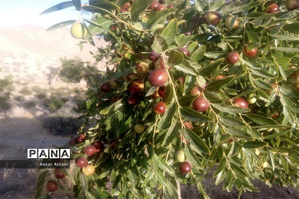 عناب تازه و شیرین