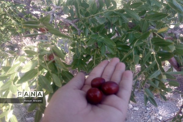 عناب تازه و شیرین