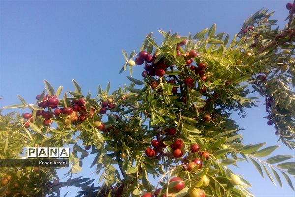 عناب تازه و شیرین