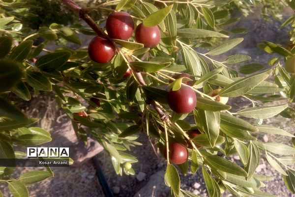 عناب تازه و شیرین