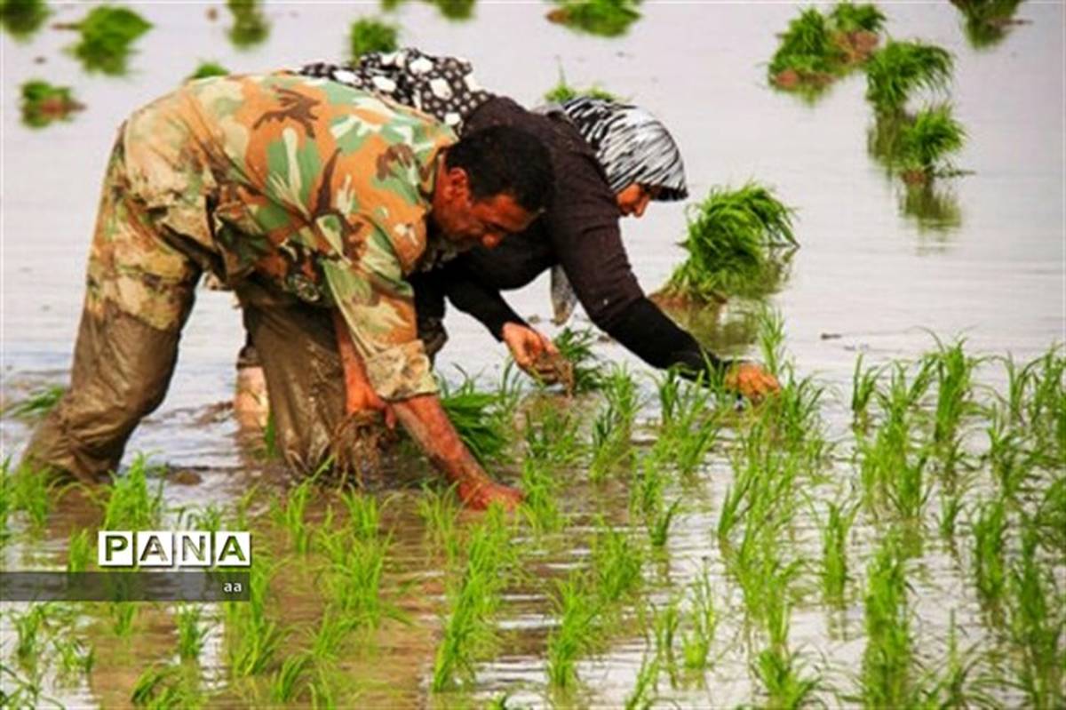 پیش‌بینی برداشت حداقل دو میلیون و ۴۰۰ هزار تن برنج داخلی
