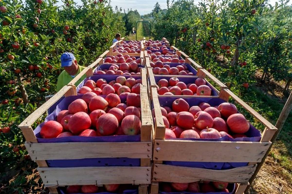 کشاورزان سیب و گوجه‌فرنگی را مراکز جمع‌آوری دولتی تحویل دهند