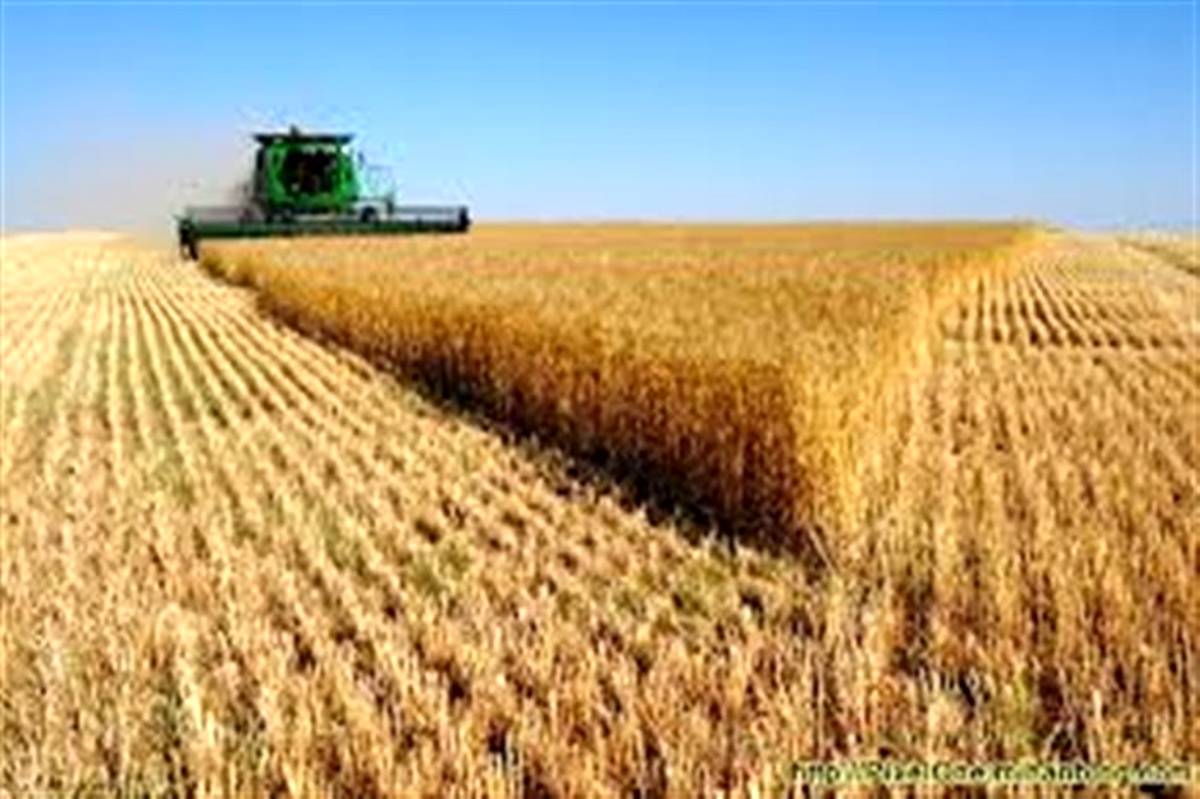 افزایش ۱۸ درصدی خرید گندم در آذربایجان شرقی