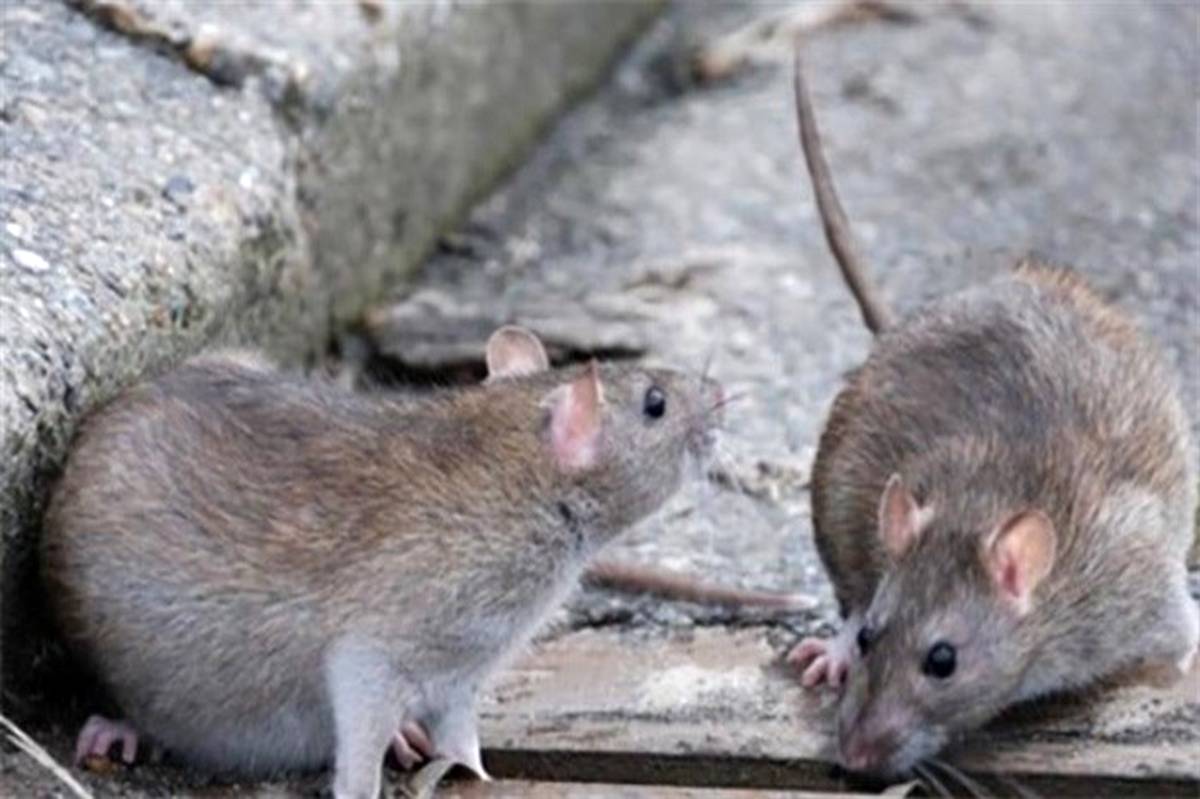 کانون‌ها و محورهای طغیان موش شناسایی شوند