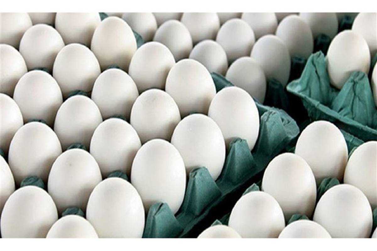 توزیع تخم مرغ با نرخ مصوب در کشور آغاز شد