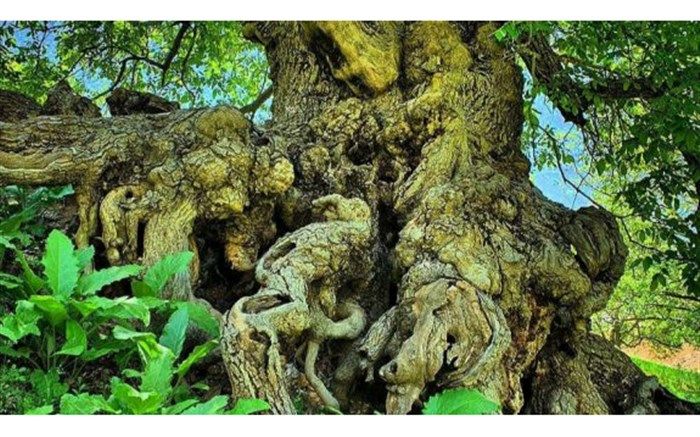 «درخت گردوی کلوسه» فریدونشهر جزء کهنسال ترین درختان ایران